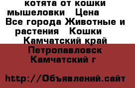 котята от кошки мышеловки › Цена ­ 10 - Все города Животные и растения » Кошки   . Камчатский край,Петропавловск-Камчатский г.